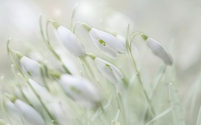 Gevelsberger Frühling lässt Gevelsberg am 13. März aufblühen – verkaufsoffener Sonntag!